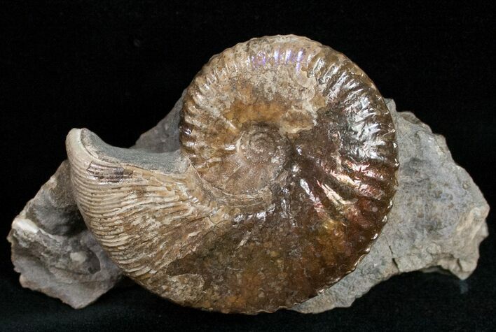 Great Hoploscaphites Plenus Ammonite - Montana #12093